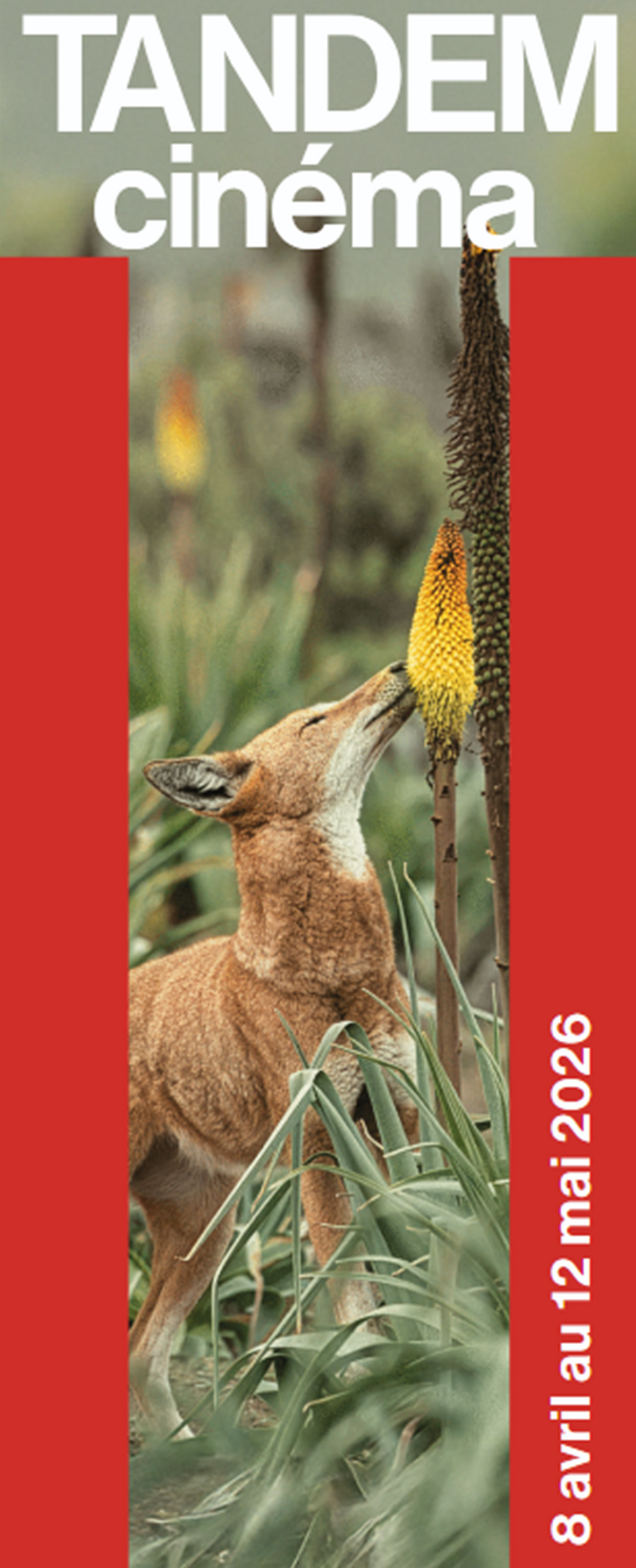 Tandem - Bulletin ciné<br>• Avril 26