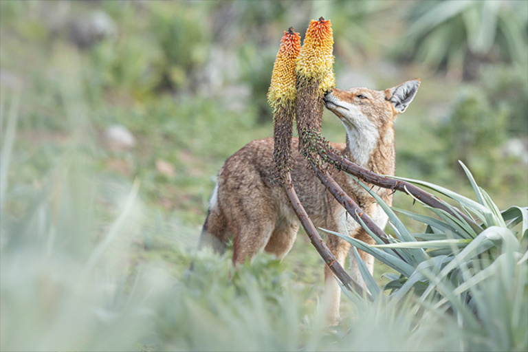 Tandem - LE SECRET DU LOUP D'ÉTHIOPIE